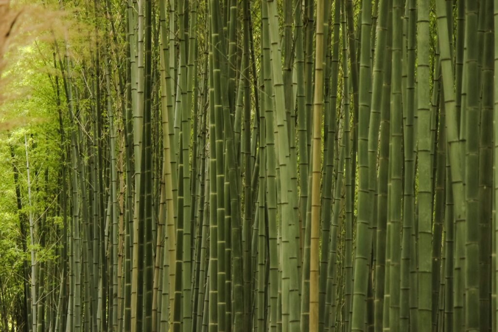 bamboo utensils