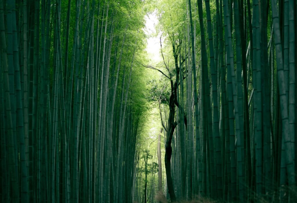 bamboo farming. bamboo utensils.