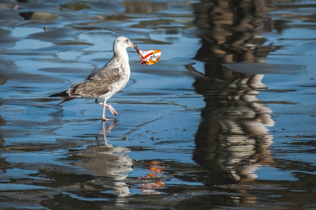 Plastic Pollution Crisis